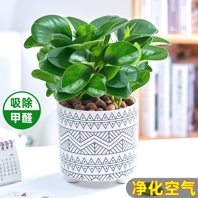 碧玉豆瓣绿盆栽四季常青净化空气吸甲醛办公室书房桌面小绿植摆件