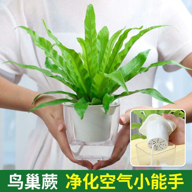 鸟巢蕨盆栽玻璃水培植物办