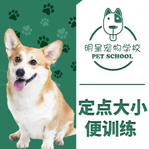 上海训犬学校狗狗定点大小便训练训犬师上门训犬一对一指导