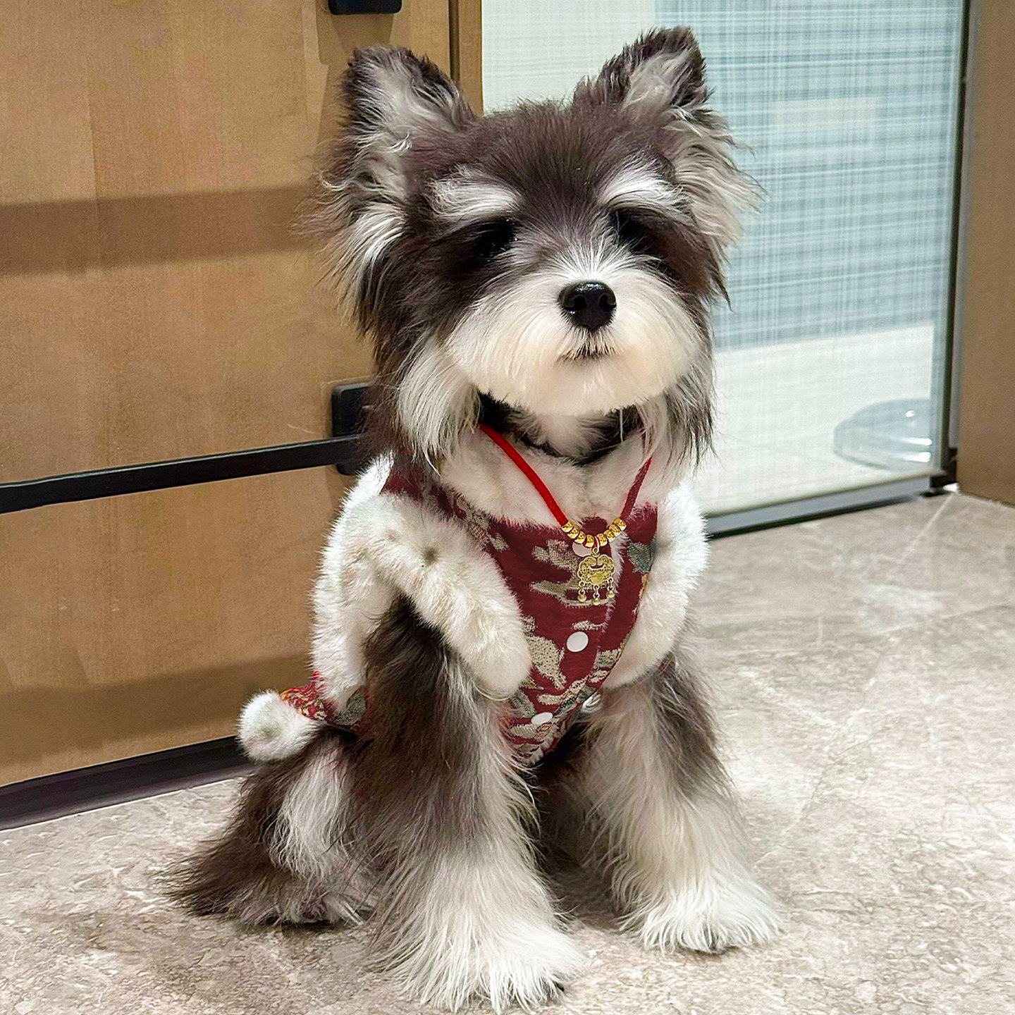 雪纳瑞狗狗衣服加厚保暖冬装新年狗宠物服装/雨衣