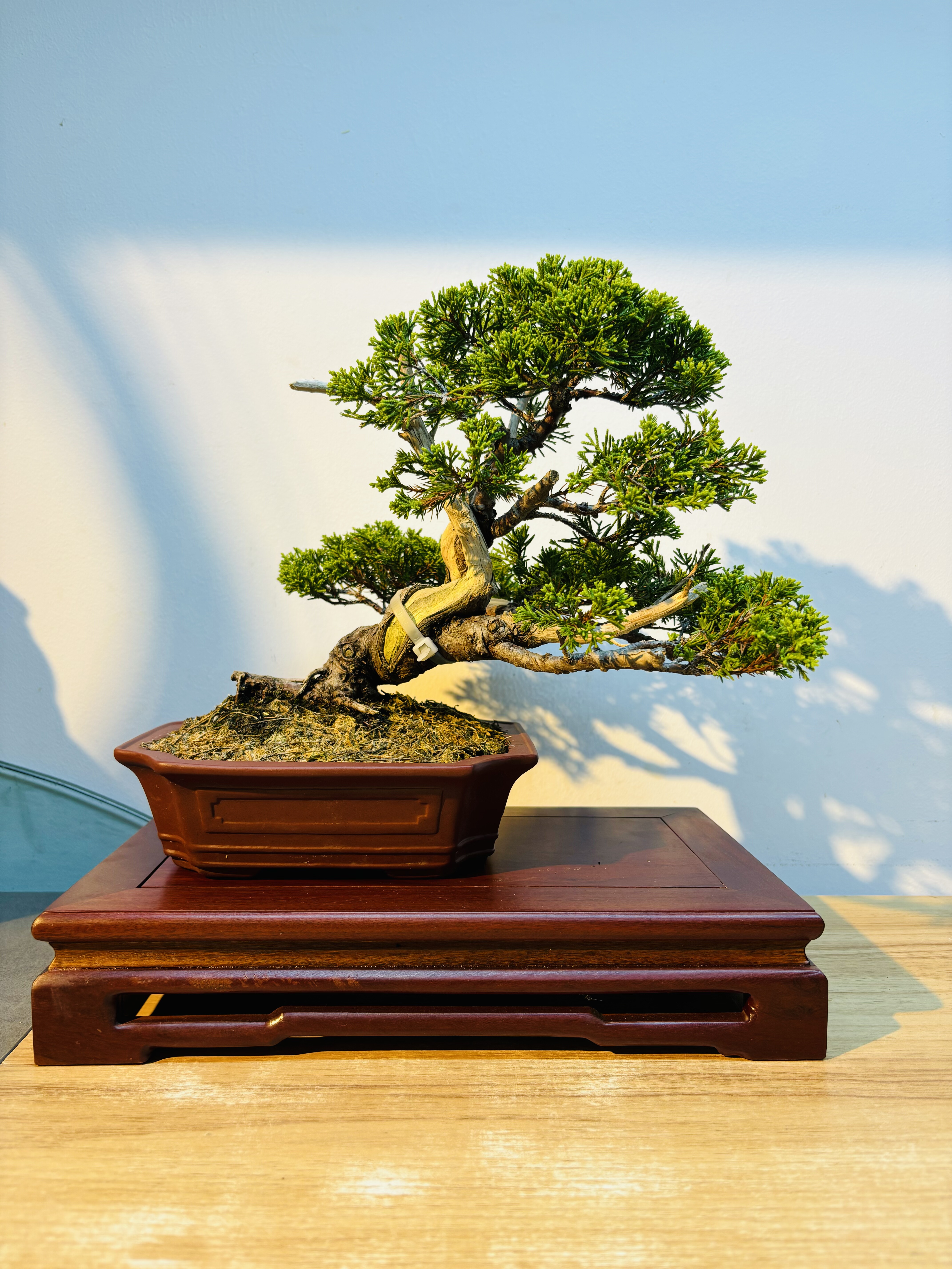 日本原生系鱼川真柏小盆景