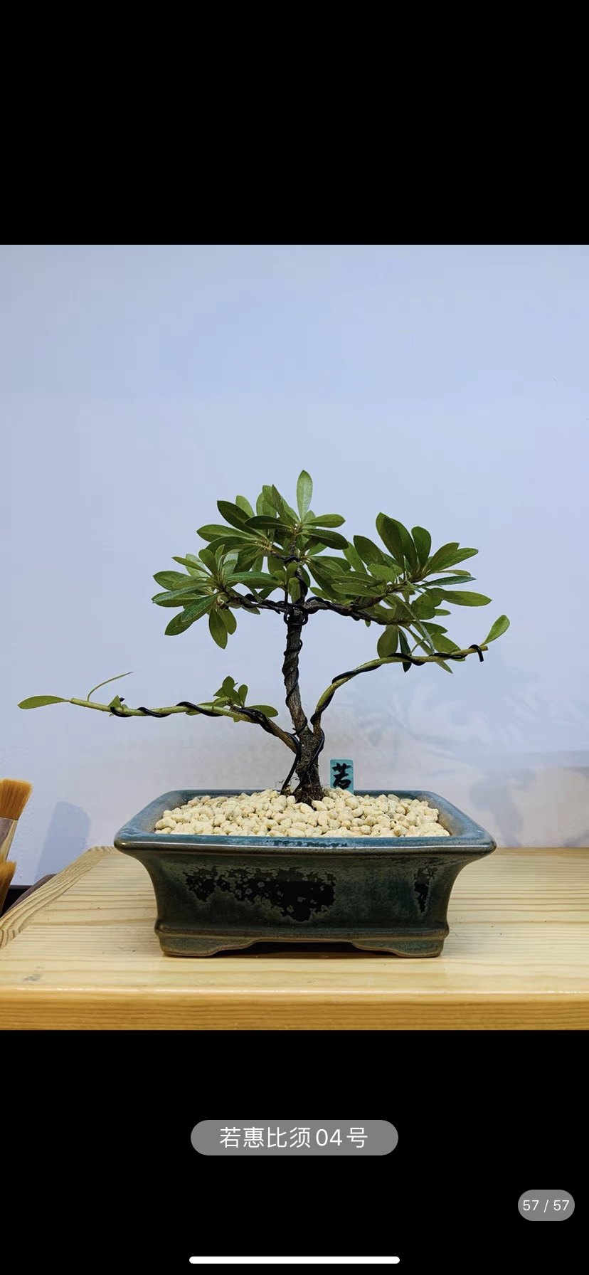 鑫之炎/原生日本皋月杜鹃 明美鴇惠熏风八尺碧空好月盆栽盆景绿植