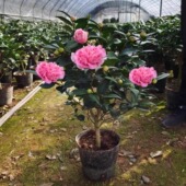 香妃茶花粉色香味茶花盆栽植物烈香千里香花苞花卉四季 绿阳台庭院