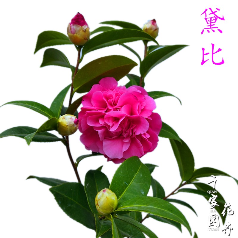 黛比茶花新西南冠军茶花盆栽紫色茶花黛比阳台树苗名贵花卉