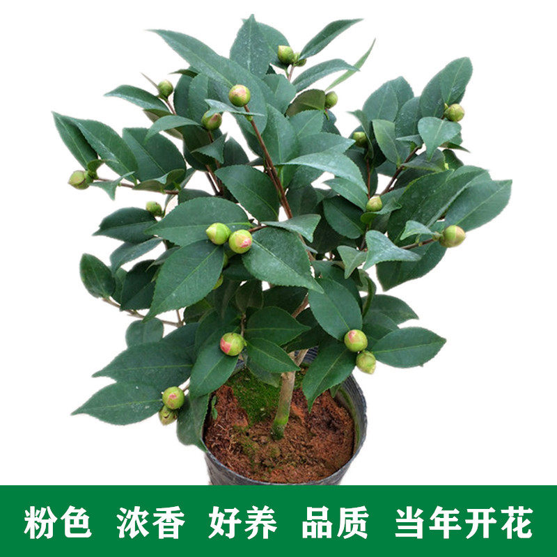 【香妃茶花】千家园花卉烈香茶花盆栽树苗浓香型四季常绿阳台庭院在类目 鲜花速递/花卉仿真/绿植园艺, 花卉/绿植盆栽（新）, 花卉中 - 来自Buy2taobao.com提供专业的淘宝代购服务