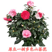 五色赤丹茶花盆栽带花苞一树多色茶花树苗盆栽白五多色绿植花卉美