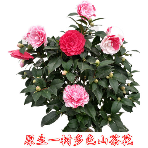 多色茶花树苗盆栽茶花五色赤丹