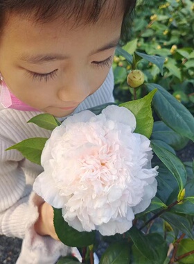 【戴氏之歌】高-贵品种茶花苗盆栽山茶花戴之歌植物花卉阳台庭院