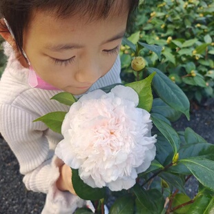 戴氏之歌 高贵品种茶花苗盆栽山茶花戴之歌植物花卉阳台庭院