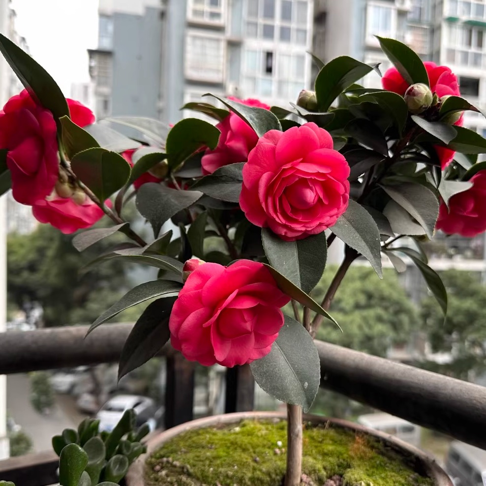 红色阳台千家园花卉红玉茶花冬春