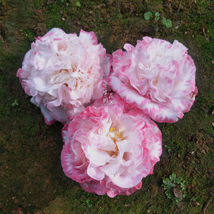 白衣大皇冠又名宽彩带女皇二号茶花盆栽苗山茶花绿植名贵品种