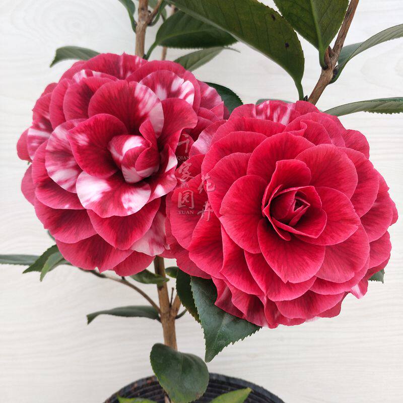 红叶贝拉青叶贝拉大玫瑰茶花纯色复色色黑贝阳台花卉带花苞庭院,鲜花速递/花卉仿真/绿植园艺,时令草本花卉,淘宝优惠券,粉丝福利购,淘宝优惠卷