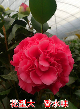 盆栽美国巨型香水庭院花卉植物