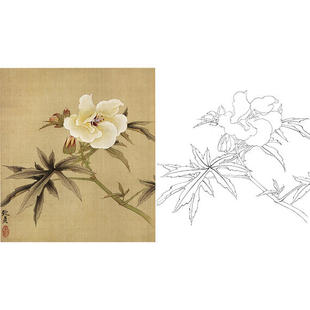 工笔画白描底稿花卉实物勾线打印稿俞致贞秋葵尺寸可选 JV22