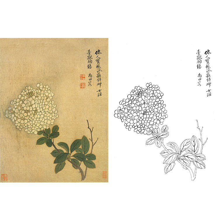 工笔画白描底稿恽寿平没骨花卉小品实物打印稿尺寸可选SP79