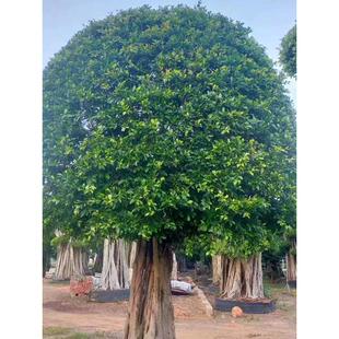 榕树小叶榕独木成林四季常青风景树室内外苗木庭院园林绿化耐寒