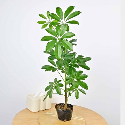 八方来财七叶莲鸭掌木鸭脚木客厅大盆栽室内绿植水培老桩树苗造型