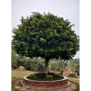 榕树小叶榕榕树苗独木成林四季常青风景树室内外苗木庭院园林绿化