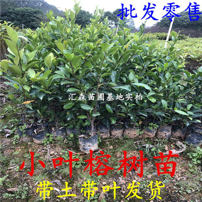 正宗榕树苗 小叶榕树苗常绿细叶榕小苗庭院别墅绿化 带叶榕树小苗