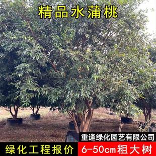 树葡萄蒲桃果树苗水蒲桃树苖罗浮山带土带叶南北方种植盆栽地栽