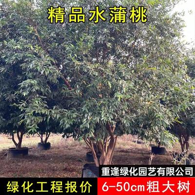 树葡萄蒲桃果树苗水蒲桃树苖罗浮山带土带叶南北方种植盆栽地栽