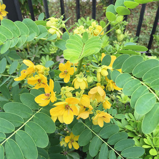 金蝶花苗黄花槐双荚决明黄金梅金凤树防蛇黄金槐篱笆苗花坛苗