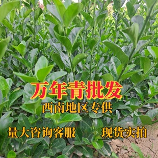 海桐树苗盆栽室内外庭院观赏植物海桐球常绿海桐小苗园林花镜绿篱