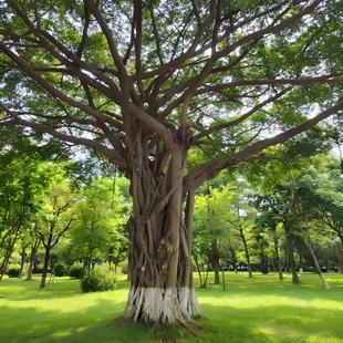 正宗高山榕树苗大叶榕树苗四季长青树庭院盆栽绿化抗污染大遮阳树