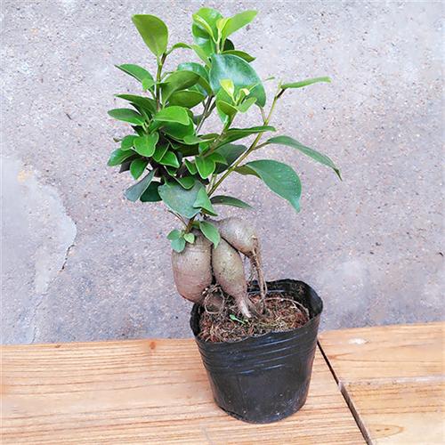 四季常青耐寒榕树造型树桩盆景苗室内植物人参榕小叶榕树盆栽绿植