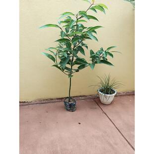 香樟树苗龙脑樟树驱蚊驱虫小叶香樟木树名贵苗木庭院绿化风景大树