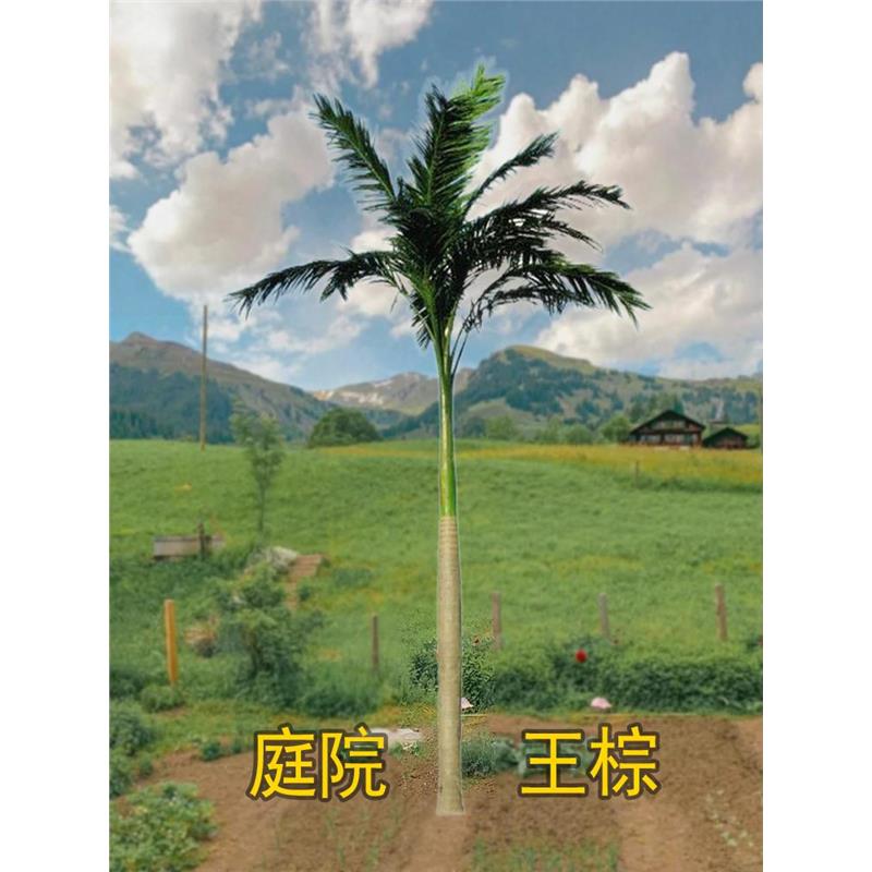 大王椰子树别墅庭院风景树苗王棕不掉叶门前绿化树四季常青观赏树