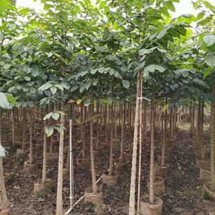 火焰木树宫粉紫荆树树别墅室外绿化庭院花树观赏风景树南方种植树