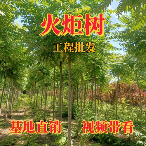 成都火炬树苗树桩花镜观赏风景树工程园林绿化乔木大树耐寒可药用