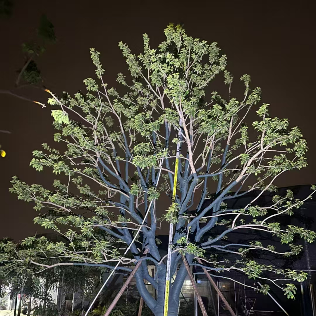 铁冬青树苗红果白银木万紫千红树苗盆栽常绿行道庭院绿化观赏树