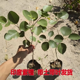 印度小叶紫檀树苗正宗珍贵红木树檀香紫檀苗四季常绿名贵盆栽绿植