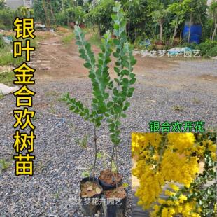 银叶金合欢树苗银合欢庭院公园绿化行道树香水合欢耐寒风景树木