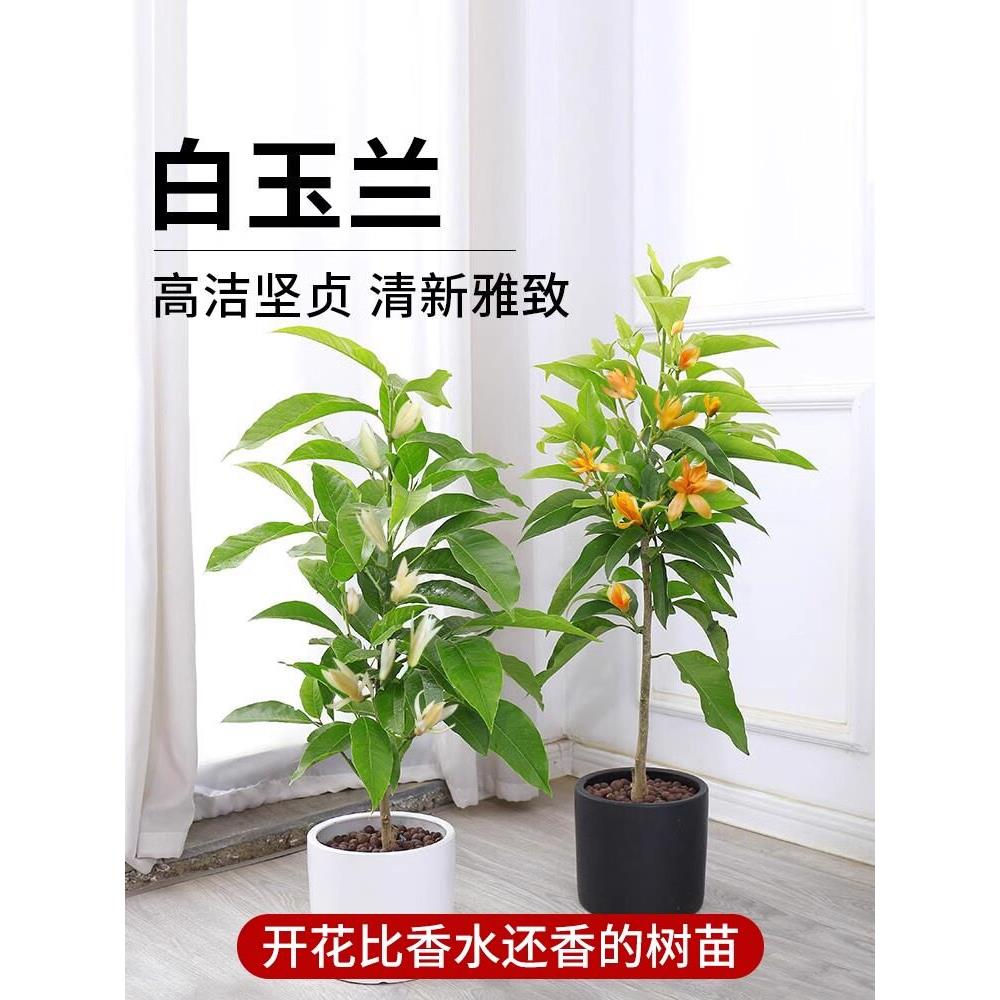 白兰花玉兰花树苗带花苞矮化老桩