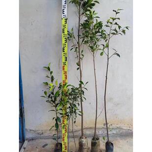 榕树小叶榕独木成林四季常青风景树室内外苗木庭院园林绿化