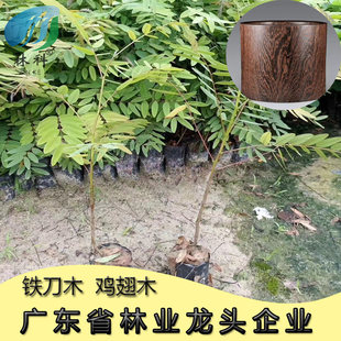 孟买黑檀正宗铁刀木树苗珍贵植物鸡翅木苗庭院绿化木材增值树种