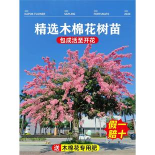 木棉花树苗红花美丽木棉庭院盆栽地栽四季风景树植物大腹老桩苗木