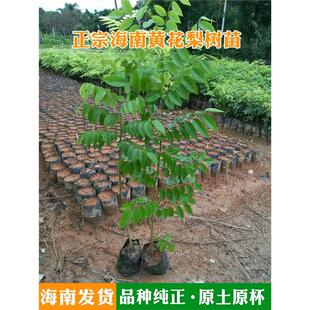 海南黄花梨树苗降香黄檀名贵苗木黄花梨小苗庭院常绿名贵木材