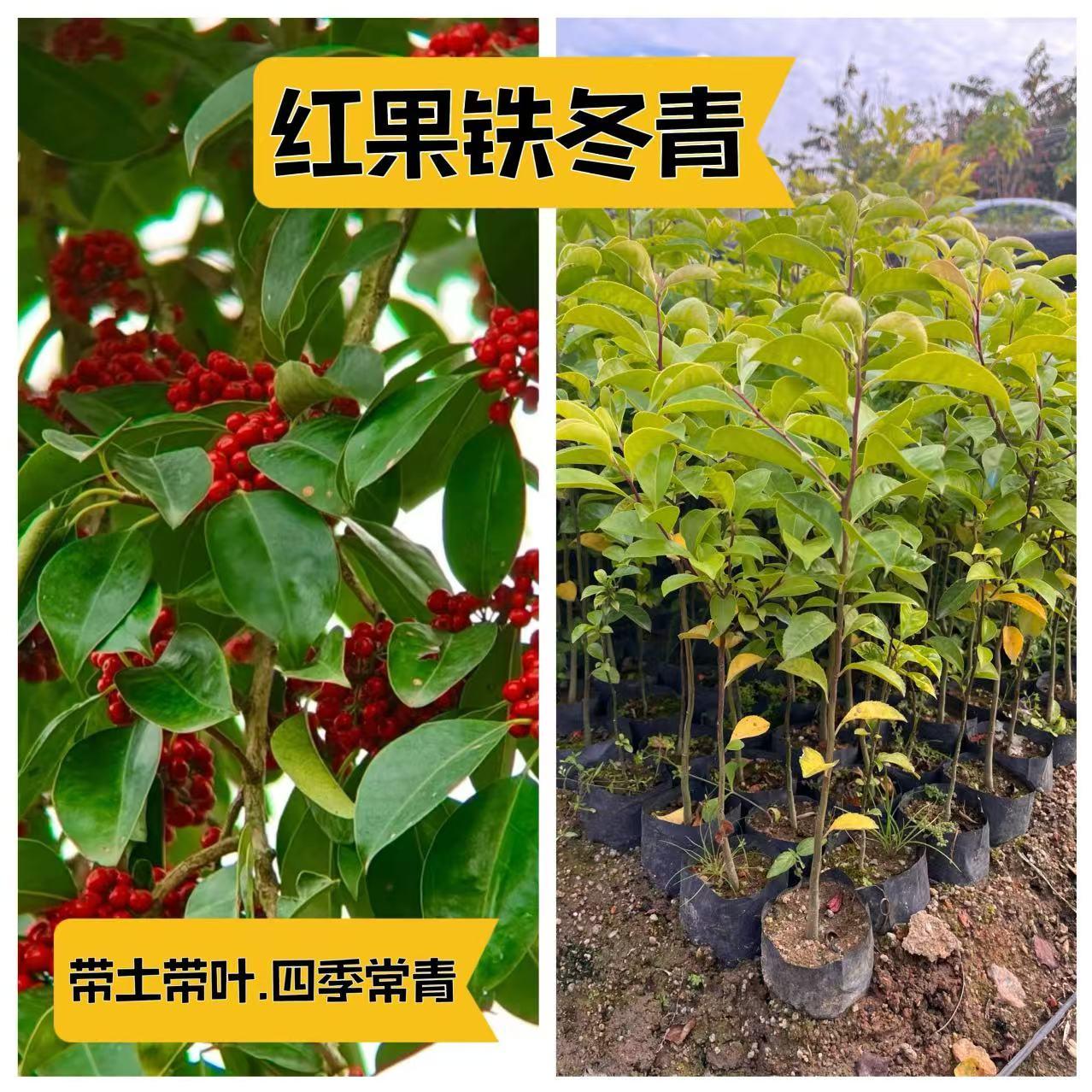 万紫千红 铁冬青树苗 常绿庭院街道绿化观赏白银木药材苗红果大叶