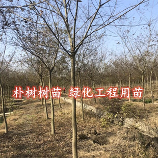 朴树树苗丛生朴树大树拆迁占地苗绿化工程庭院行道树别墅景观树木