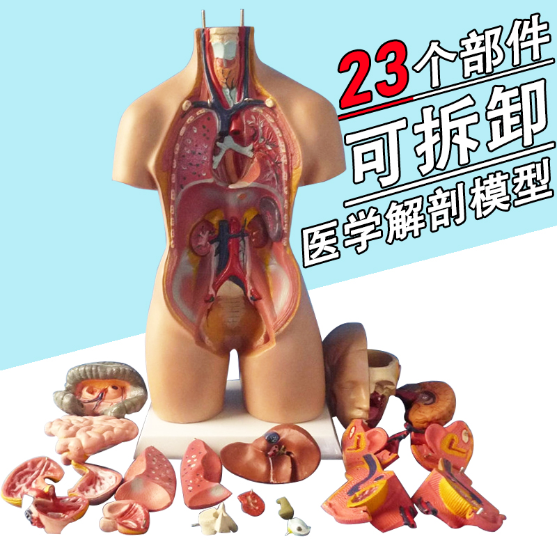 博科 人体解剖模型器官可拆卸医院用教学模型躯干系统结构图解剖