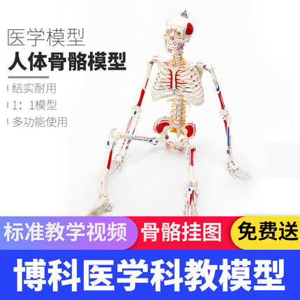 85cm 170cm人体骨骼模型骨架教学模型小骷髅脊柱脊椎模型全身成人