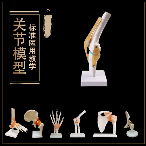 人体骨骼模型膝关节模型可拆卸手关节脚关节肩关节髋关节教学模型 - 封面