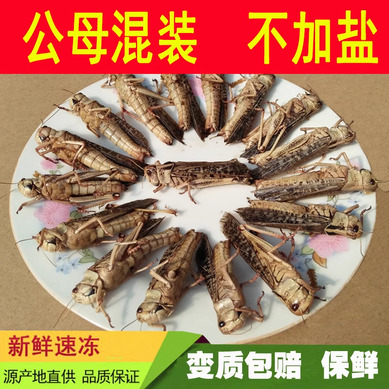 新鲜速冻蚂蚱东亚飞蝗活体蚱蜢带籽公母混装昆虫美食烧烤食材包邮