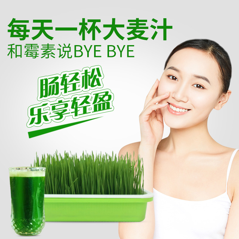 大麦种子大麦草榨汁大麦猫草水培育苗盘芽苗菜土培大麦草种子