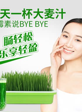 大麦种子大麦草榨汁大麦猫草水培育苗盘芽苗菜土培大麦草种子