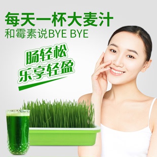 大麦种子大麦草榨汁大麦猫草水培育苗盘芽苗菜土培大麦草种子